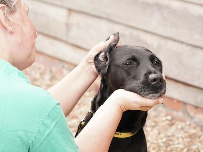 Putting ear drops store in dogs ears